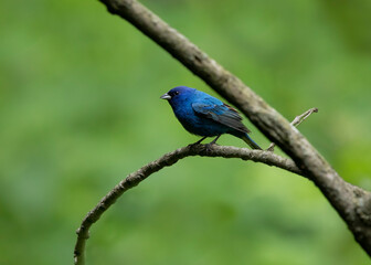 indigo bunting