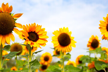 Obraz premium Sunflower field, Beautiful summer landscape.