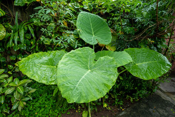 leaves in the garden