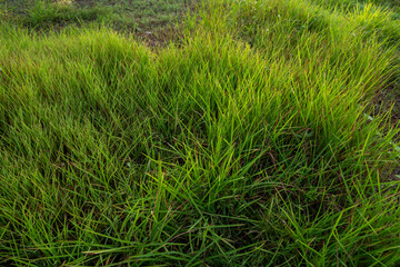 grass in the wind