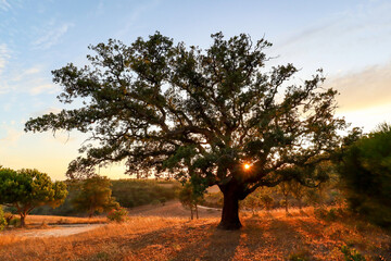 Beautiful rural portuguese landscape at Costa Vicentina with old Cork oak tree (Quercus suber) in...