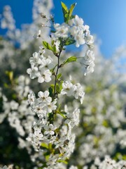 White blooming fruit tree, tender blooming tree