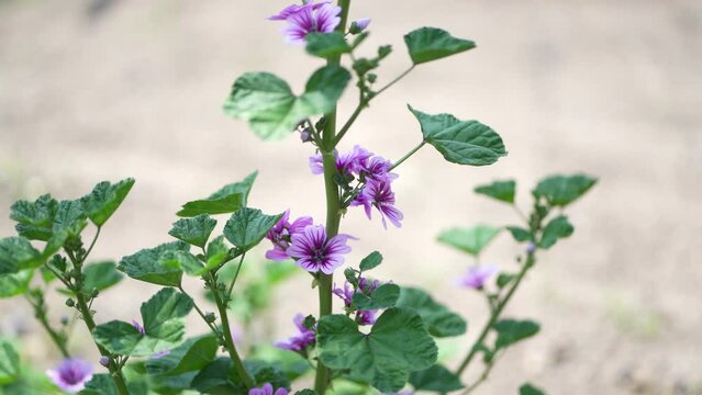 風に揺れるゼニアオイ