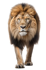 Obraz na płótnie Canvas lion isolated, image created with ia