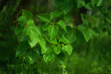 Close up of wet bright green leaves of the lilac bush.