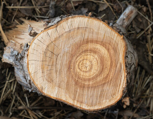 Brown background texture of sawn tree trunk. tree rings. stump surface close up