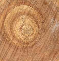 Brown background texture of sawn tree trunk. tree rings. stump surface close up