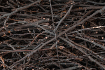 Bundle of dry sticks and branches. Dry brushwood. Firewood. Large pile of sticks twigs of a tree.