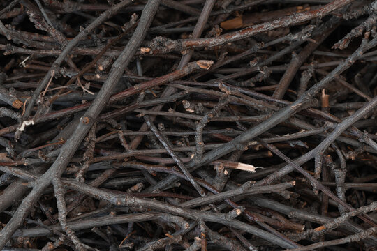 Bundle of dry sticks and branches. Dry brushwood. Firewood. Large pile of sticks twigs of a tree.