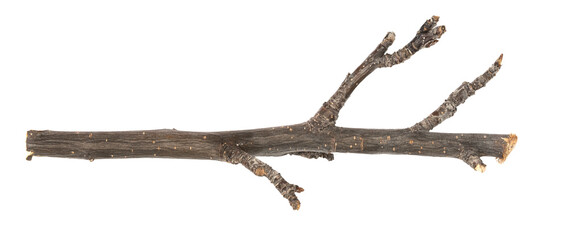 Dry tree twig and branch with knots isolated white background. Dry brushwood. stick tree. pieces of...