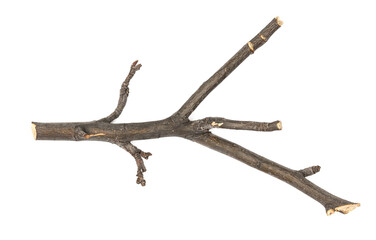 Dry tree twig and branch with knots isolated white background. Dry brushwood. stick tree. pieces of broken wood plank.