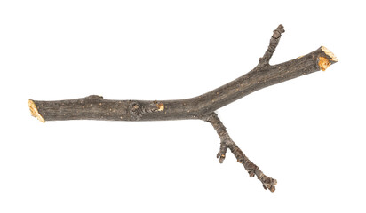 Obraz premium Dry tree twig and branch with knots isolated white background. Dry brushwood. stick tree. pieces of broken wood plank.
