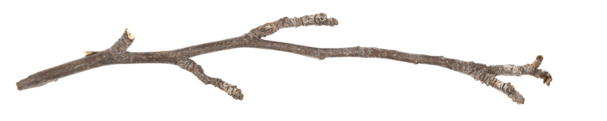 Dry tree twig and branch with knots isolated white background. Dry brushwood. stick tree. pieces of broken wood plank.