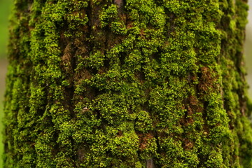 Tree trunk, covered in moss, closeup.