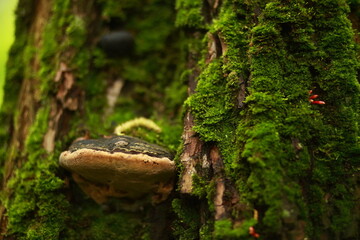 Closeup of a mushrooms, growing on a tree trunk, covered in moss.