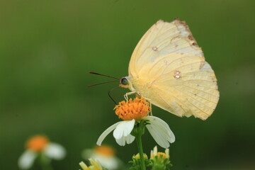 butterfly on flower