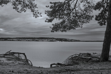Fototapeta premium Pine trees grow on the high sandy bank of a large river, large tree roots stick out of the sand, the surface of the water is calm, the sky is cloudy and gloomy