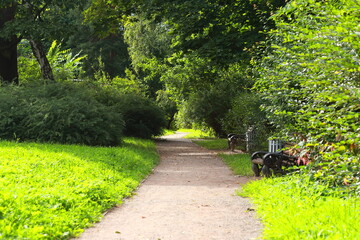 Obraz premium A path in the park on a clear sunny day, grass, bushes and trees. Brown bench on the right side of the path.