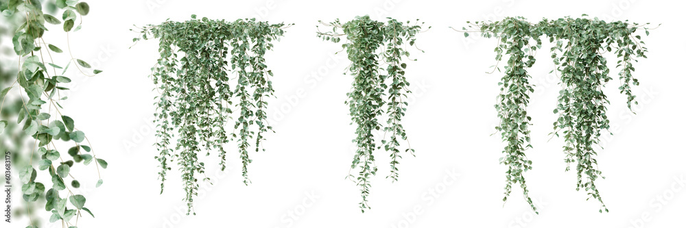 Wall mural set of dichondra creeper plant, isolated on transparent background. 3d render.