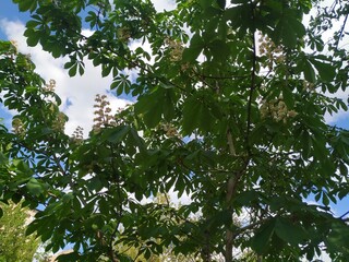 Tree branches and sky