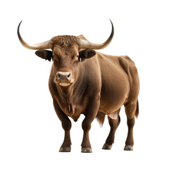 Naklejka premium beautiful bull isolated on white