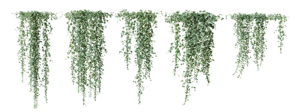Set of Dichondra creeper plant, isolated on transparent background. 3D render.