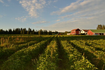 Fototapeta na wymiar farmer's field of strawberry bushes with a red house in the background. Picking berries in Finland