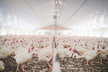 Factory, farm and chicken feed in barn or warehouse, agriculture and industrial meat farming or sustainability. Animals, birds and chickens indoor or poultry business, food industry and grain © Koegelenberg/peopleimages.com