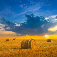 summer wheat field after a harvest at the sunset, summer agricultural industry scene