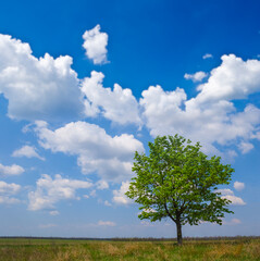 Fototapeta na wymiar alone green tree growth among prairie under blue cloudy sky