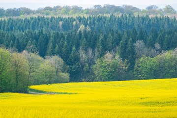 Champ de colza et forêt au printemps