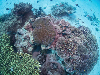 Hard Coral, anemone, school of fish in Akajima, Kerama