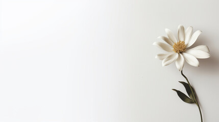 Minimalistic white background with white flower