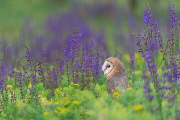 At twilight, the Barn owl in the spring season (Tyto alba)