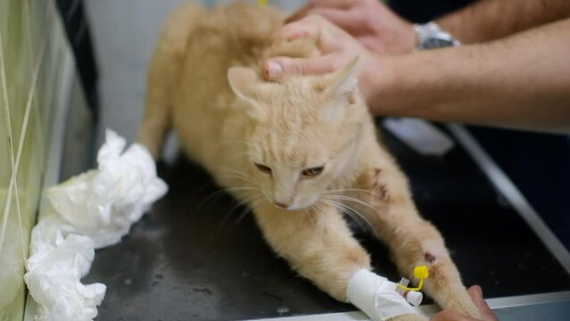Veterinarians hands handling the cat pet and giving him the vitamin vaccine