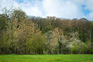 Obraz premium Arbre en fleurs au printemps