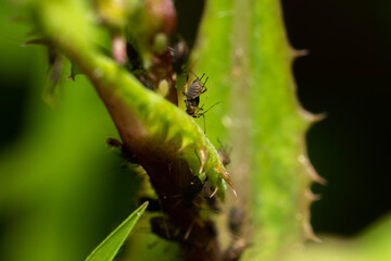 close-up of sap sucking bugs called aphids on a plant