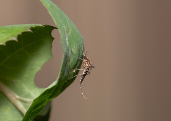 large mosquito found on a green plant