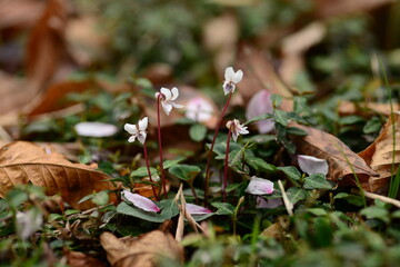 桜の木の下で