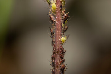 close-up of sap sucking bugs called aphids on a plant