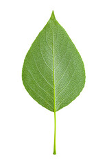 The green leaf of the plant. Close-up. Isolated on a white background. A leaf from a tree.
