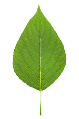 The green leaf of the plant. Close-up. Isolated on a white background. A leaf from a tree.
