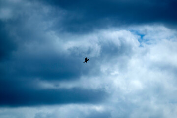 Obraz premium Oiseau de proie dans un ciel nuageux