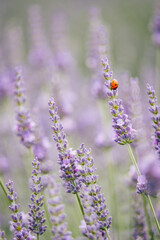 Obraz premium Red ladybug on lavender flowers in a field near Die, in Provence, south of France (Drome)