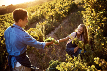 Farming, harvest and people in agriculture garden with sustainability and eco friendly produce. Green gardening, countryside and sustainable project of farmer team working together outdoor in nature