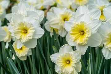 Close up of a daffodil with white petals and yellow central part, green stem and many more of the same flowers in the background out of focus