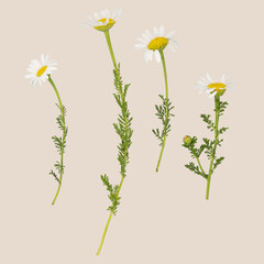 Set of daisies on beige background