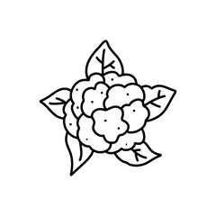 A black and white drawing of a cabbage. cauliflower doodle. cauliflower vector, cabbage doodle