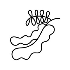 Tamarind. doodle, Hand drawn graphic vector illustration.