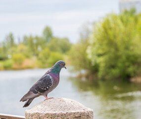 Portrait of a pigeon on the background of a lake and trees in close-up on a summer day. Blurred background.